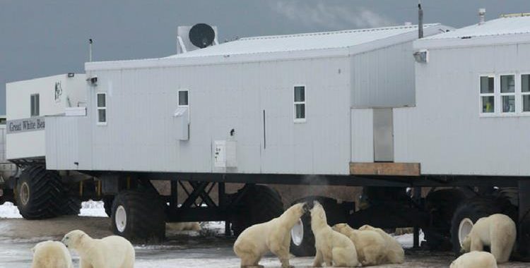 Polar Bear Safari, Churchill, Manitoba