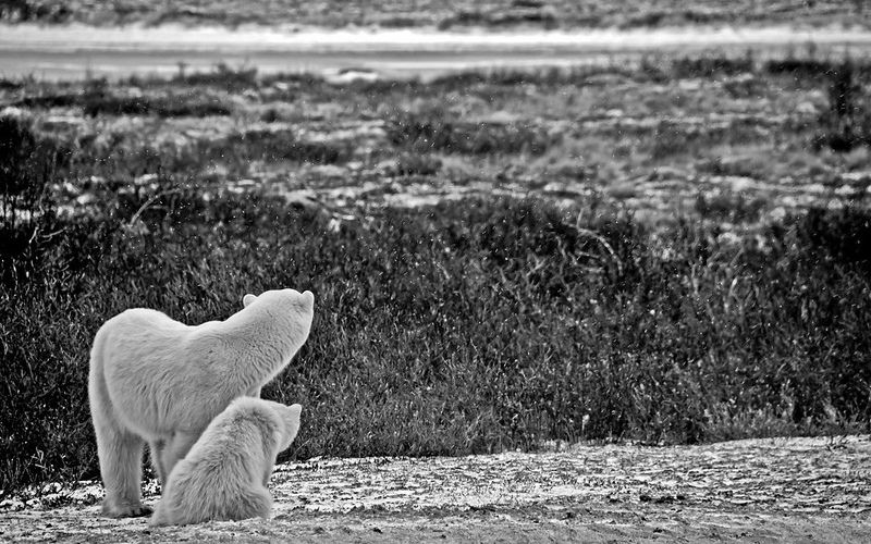 Polar bear in Churchill