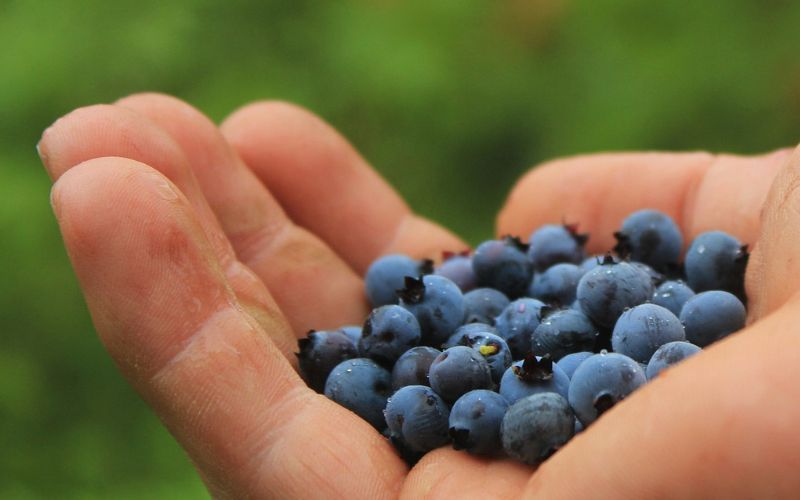 Wild Blueberries