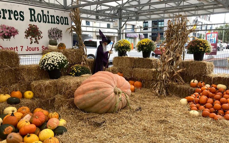 Canadian Thanksgiving pumpkins