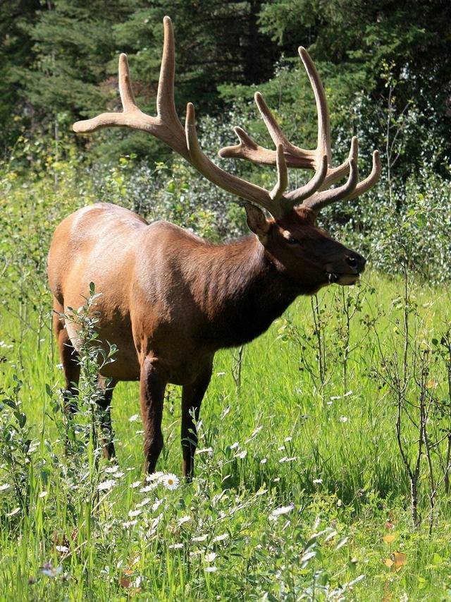 Exploring Canada’s Diverse Wildlife Wonders