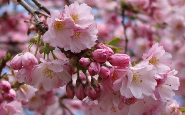 vancouver-vancouver-cherry-blossom-festival