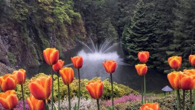 Bc, Beautiful flowers, Gardens