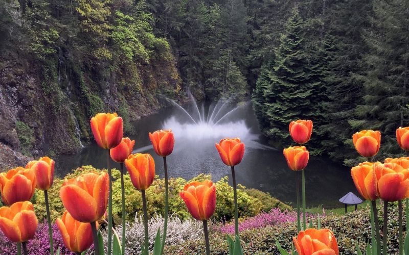 Bc, Beautiful flowers, Gardens