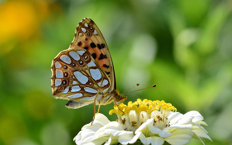 Butterfly-Garden